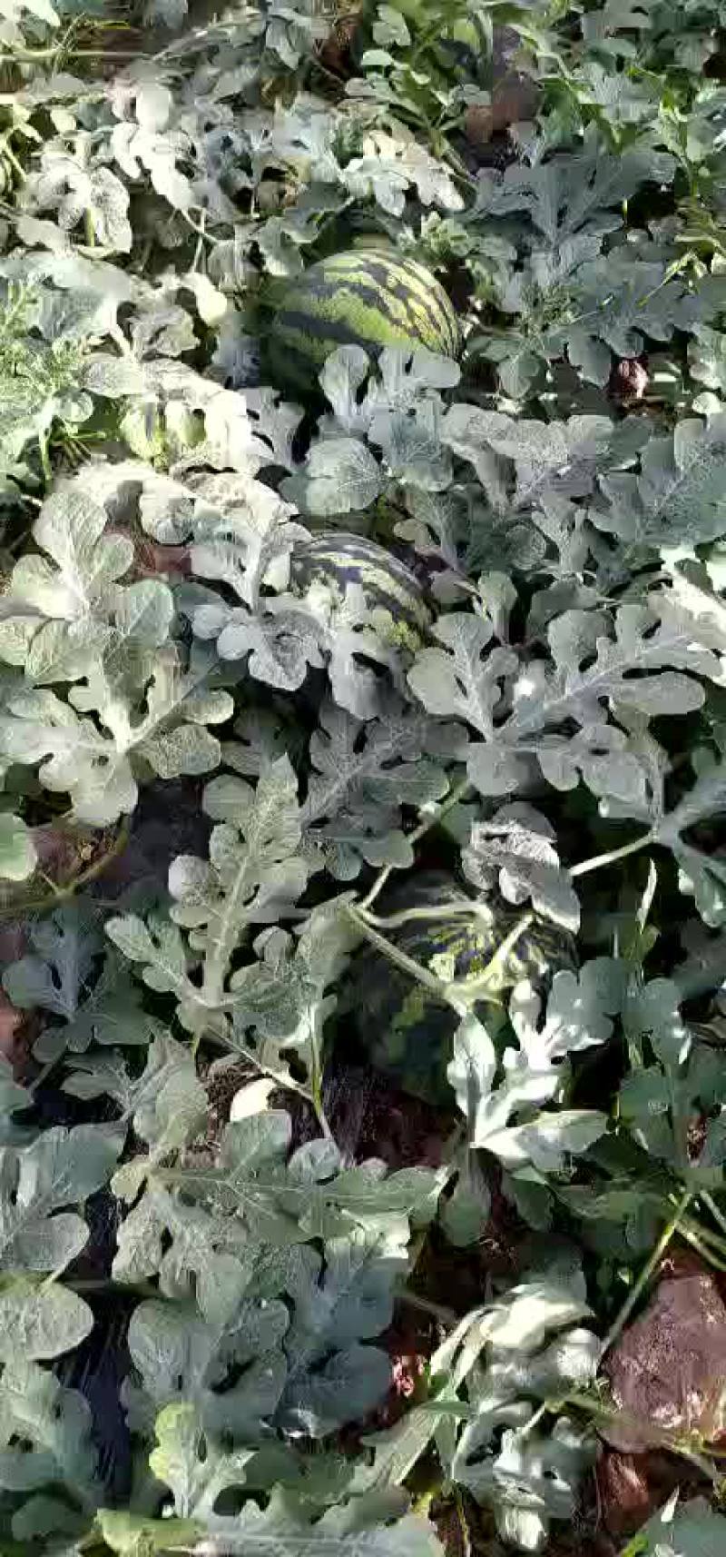 甜王西瓜，无籽甜王，有籽甜王