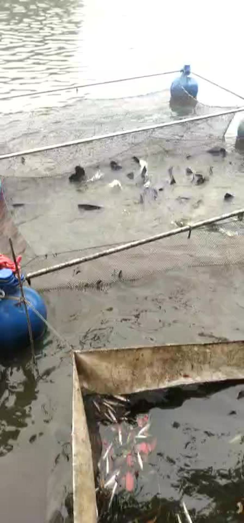 15＋，20＋大青鱼