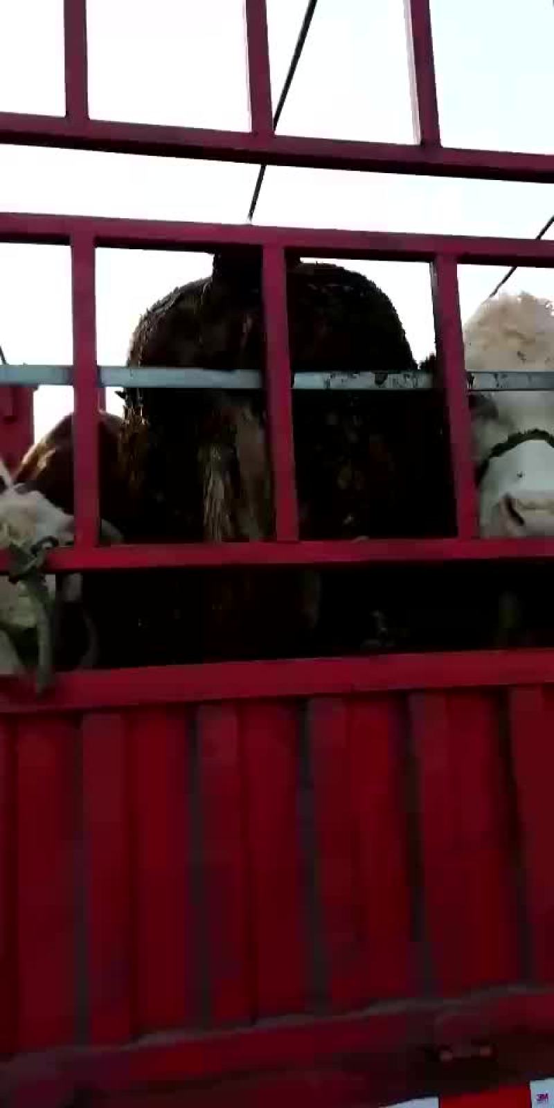 大量出售育肥牛老口母牛小口母牛公