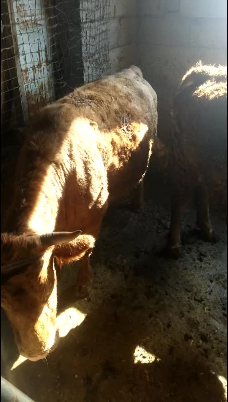 大量出售育肥牛老口母牛小口母牛公