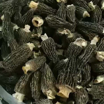 羊肚菌