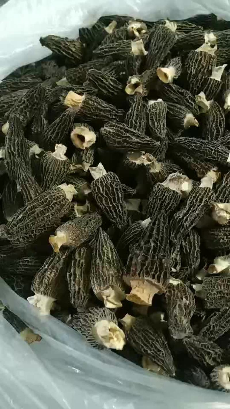 羊肚菌