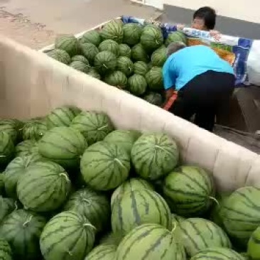 河北衡水市阜城县漫河牌西瓜