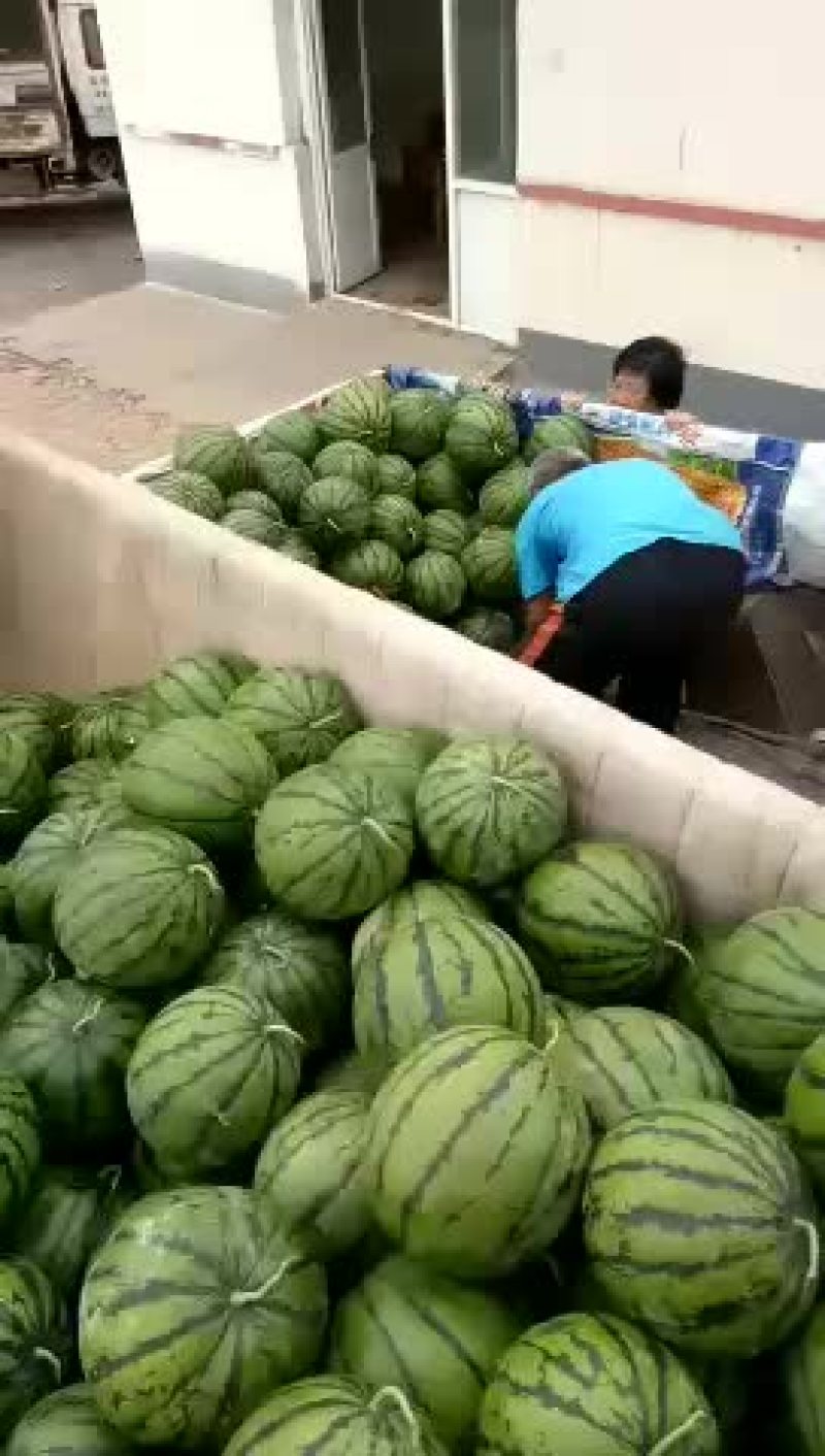河北衡水市阜城县漫河牌西瓜