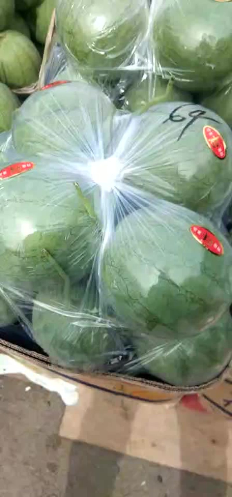 宁夏沙漠吊瓜