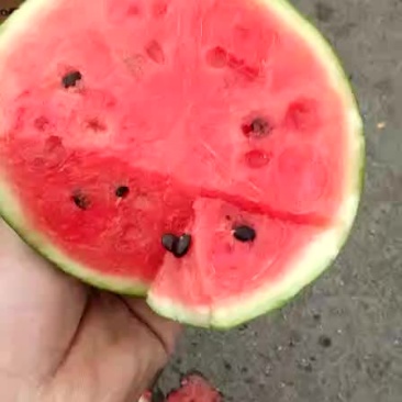 宁夏沙漠吊瓜