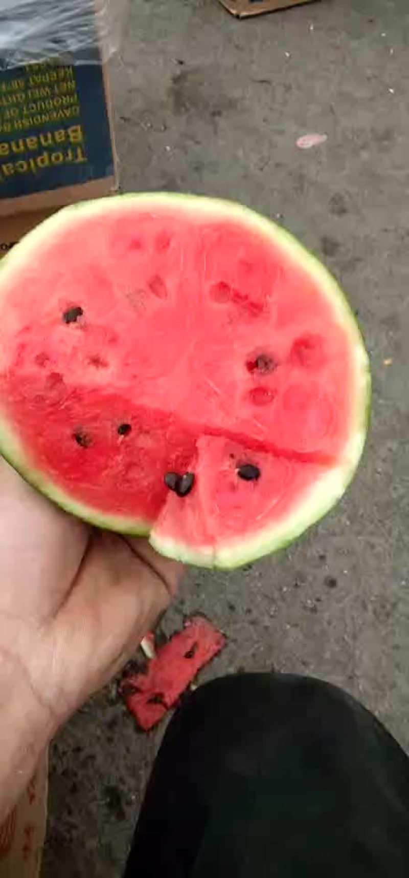 宁夏沙漠吊瓜