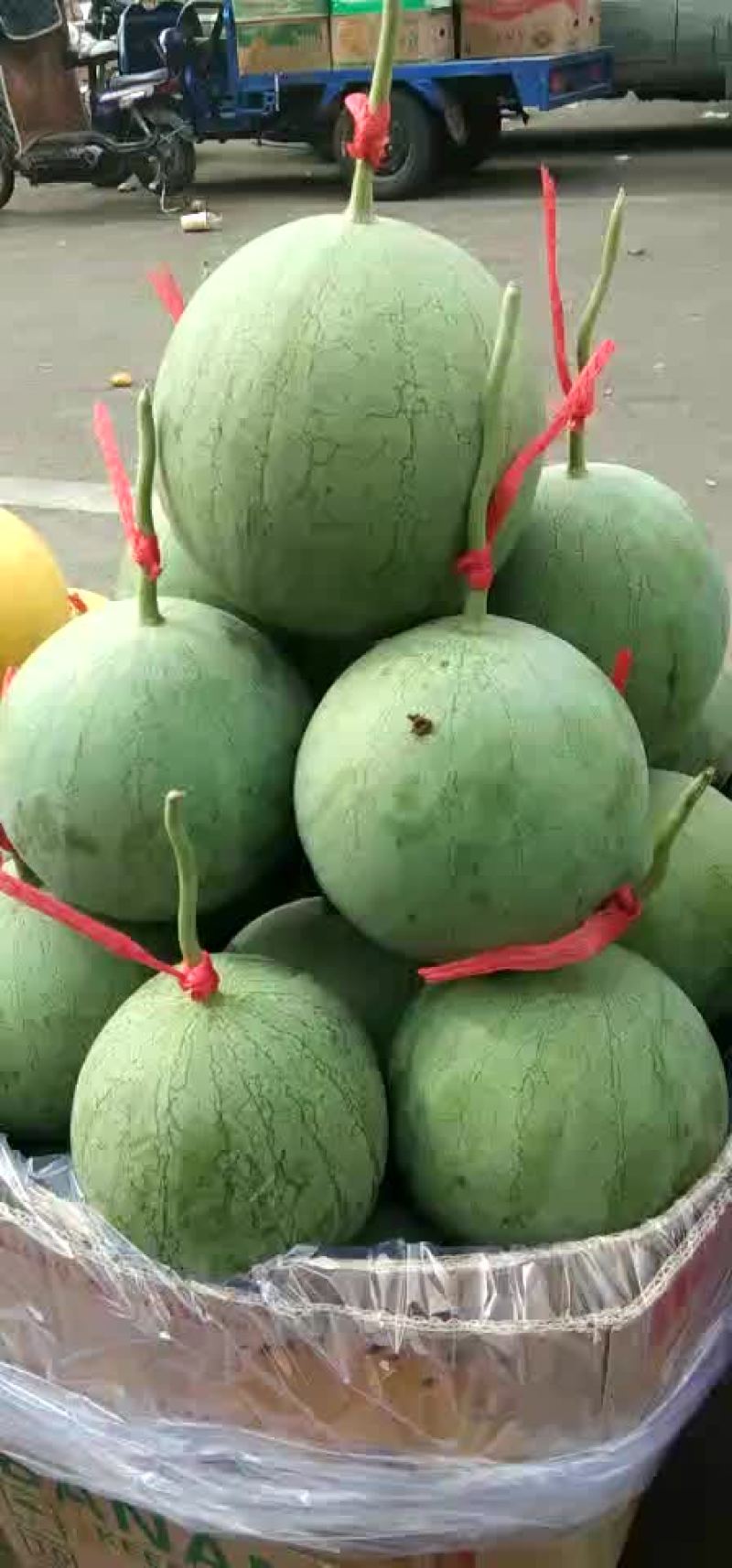 宁夏沙漠吊瓜