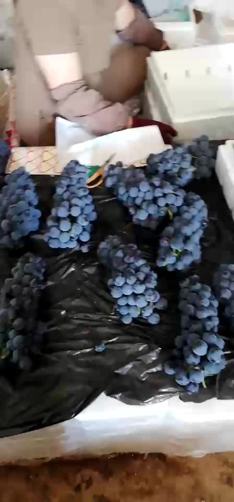 黑提，夏黑