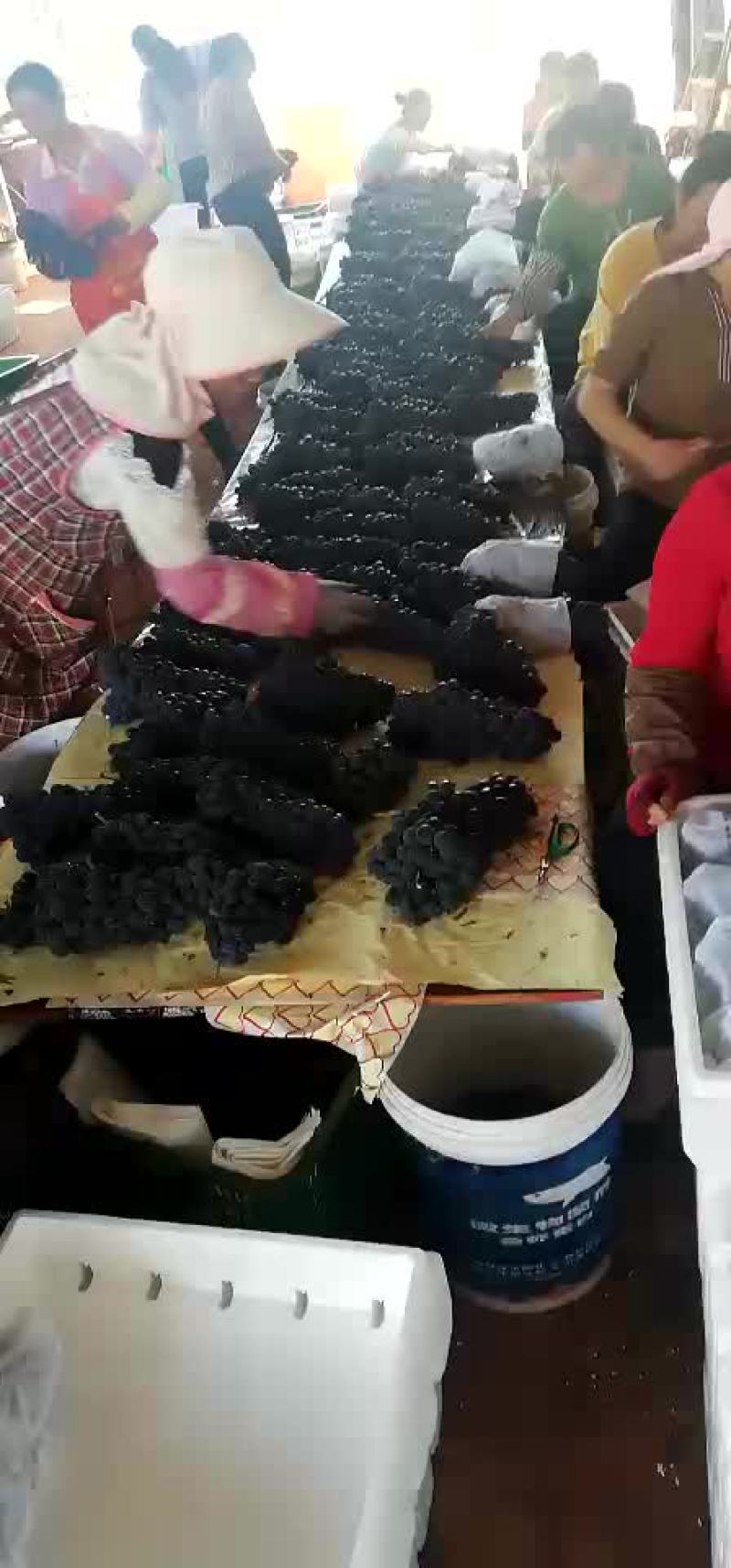 黑提，夏黑