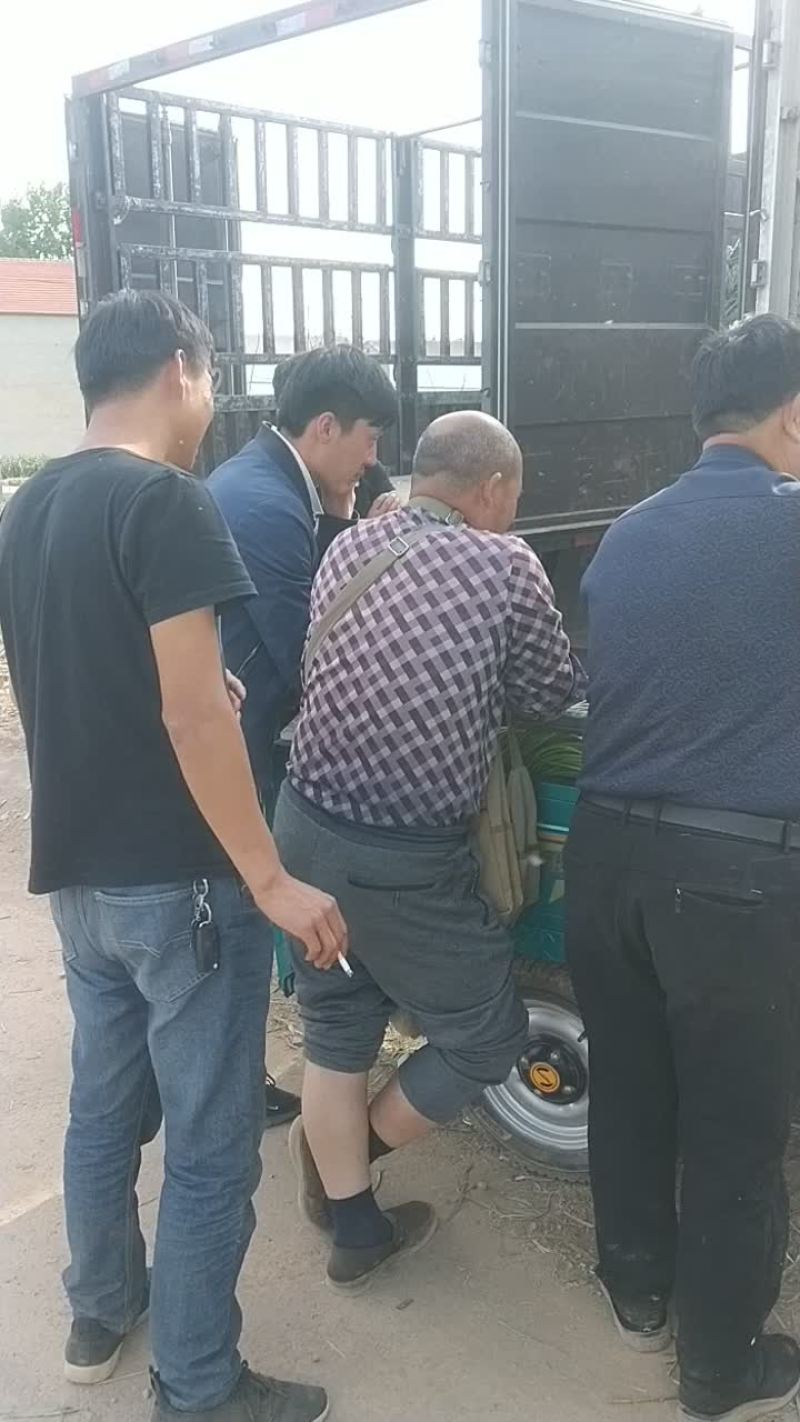 蒜薹