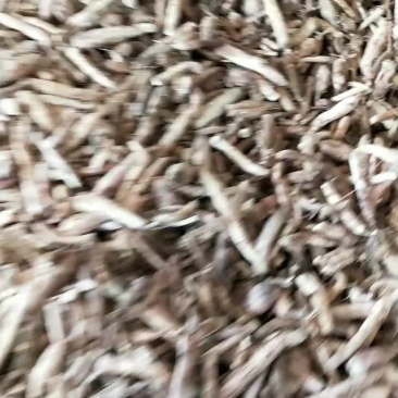 天花粉