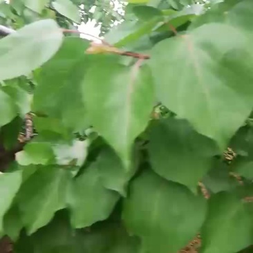 凯特
