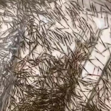 金刚虾苗