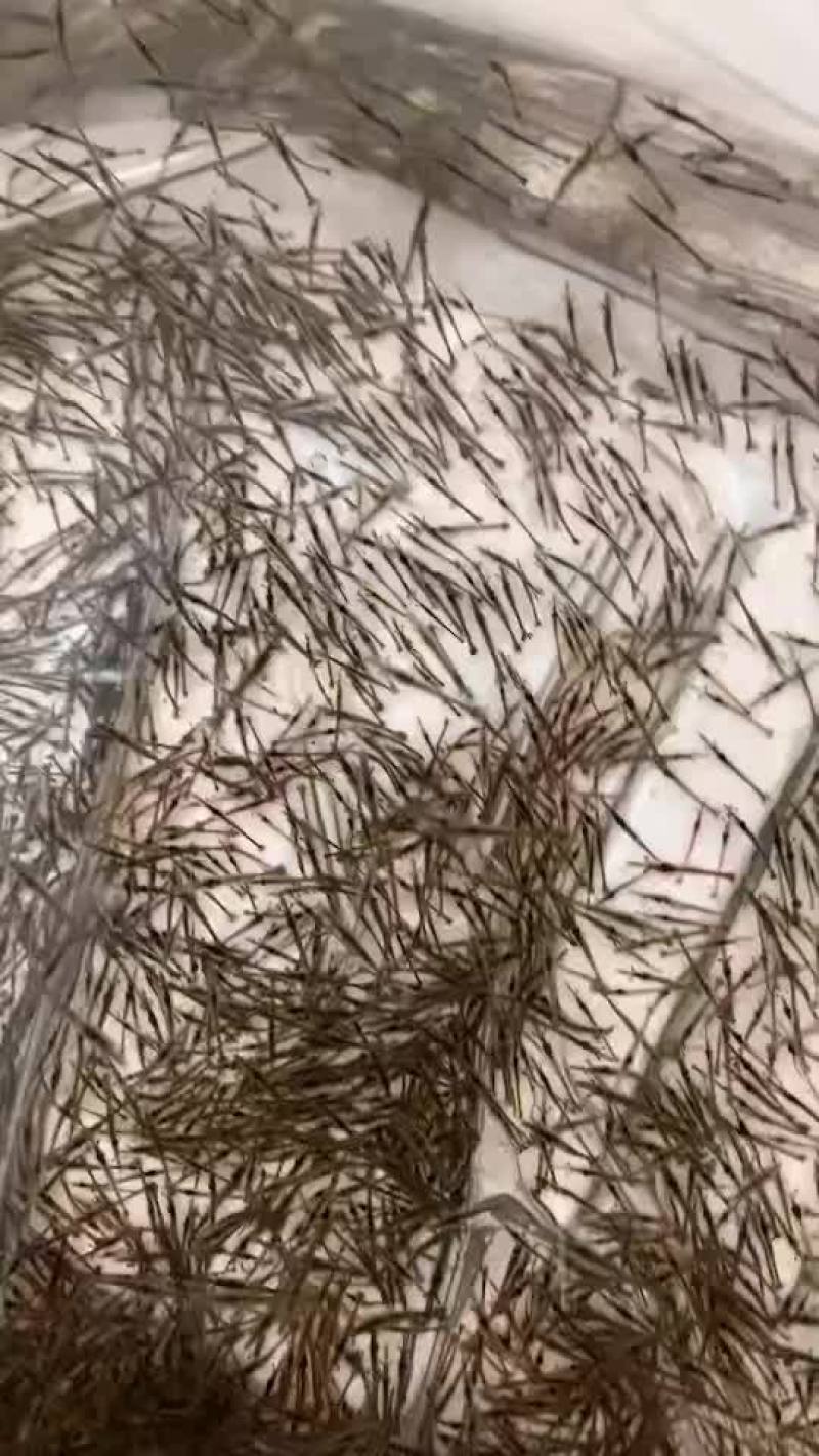 金刚虾苗