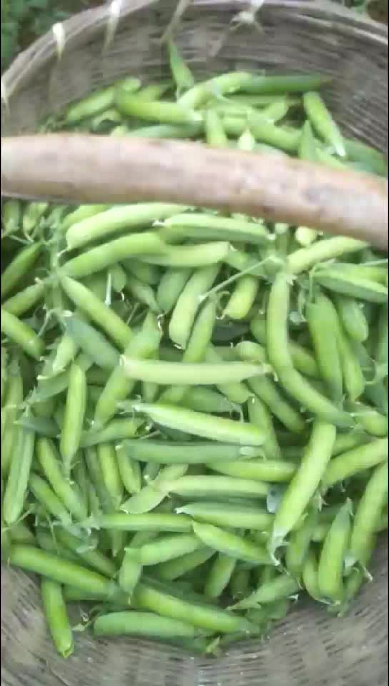 豌豆