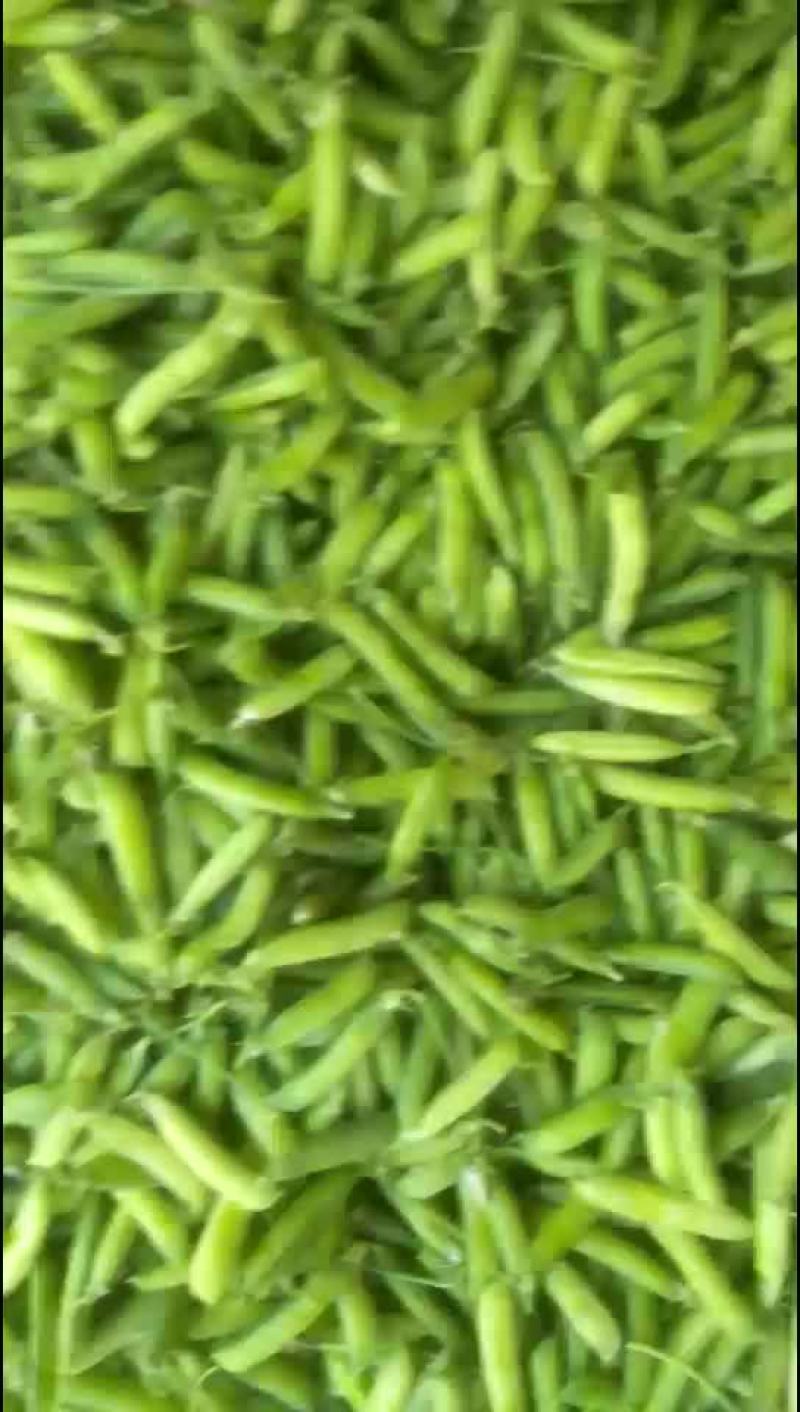 豌豆