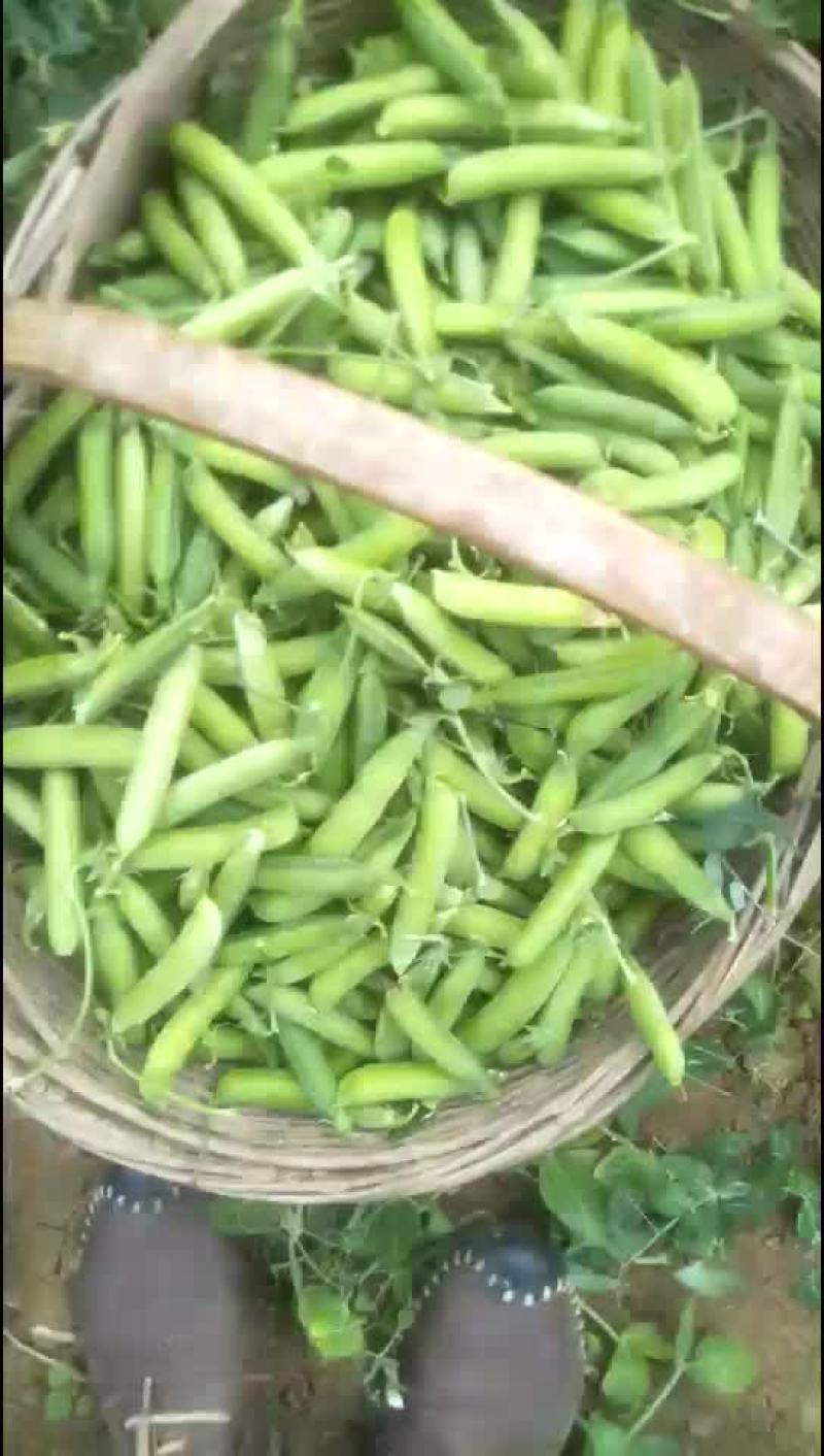 豌豆