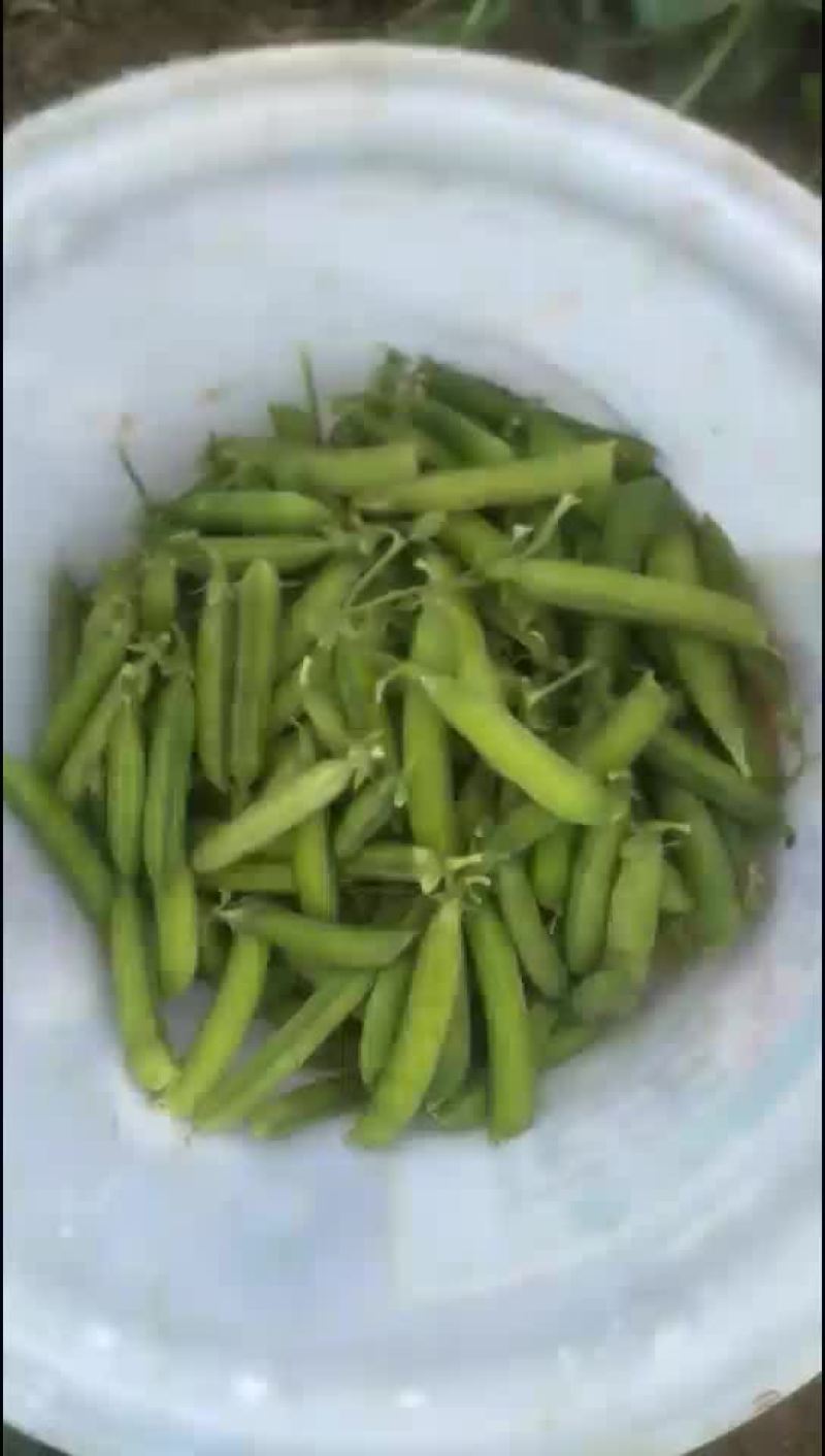豌豆