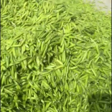 豌豆