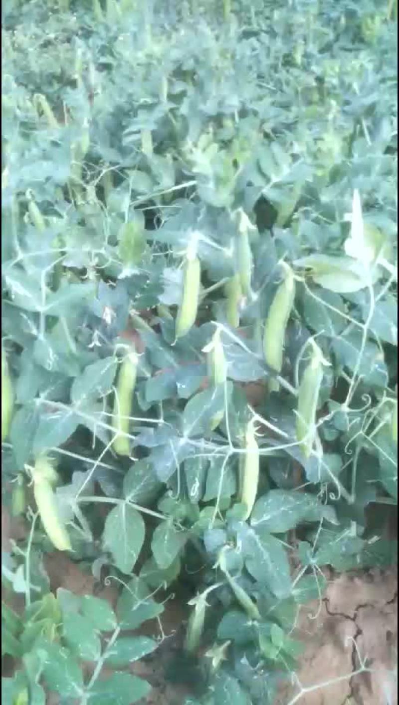 豌豆