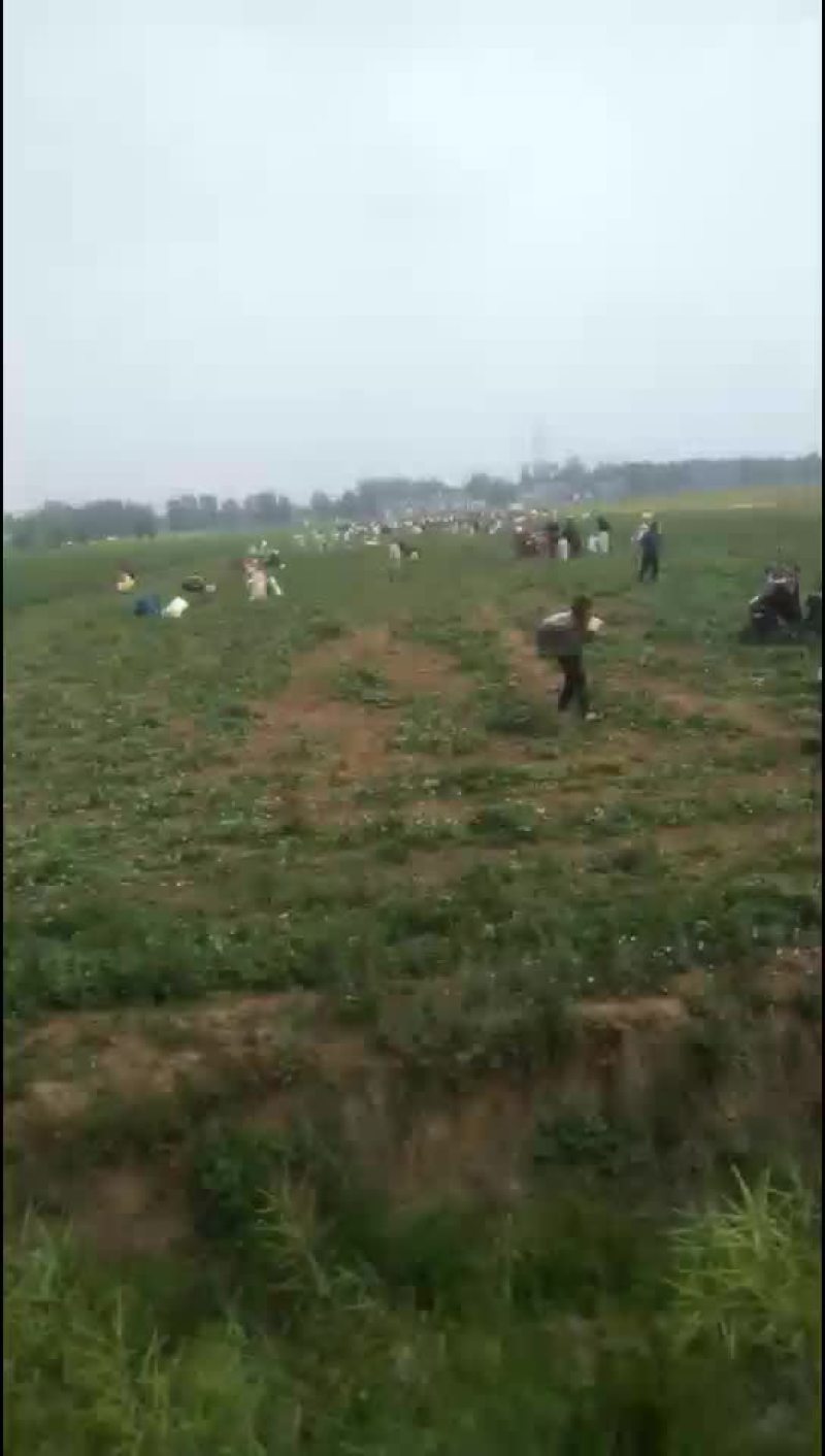 豌豆