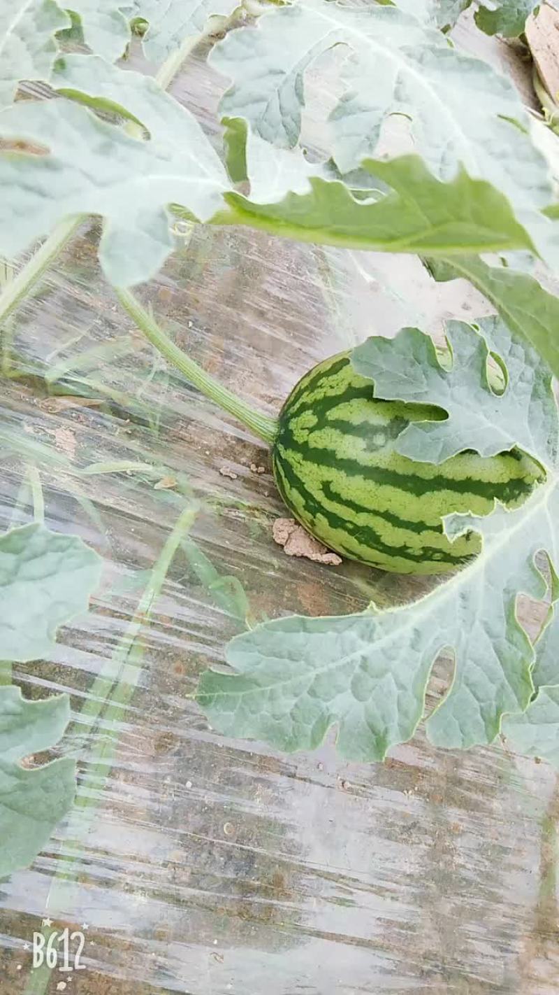 甜王