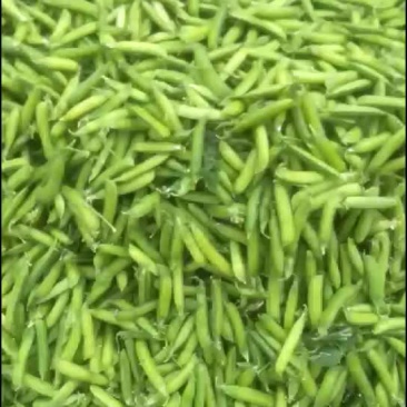 豌豆