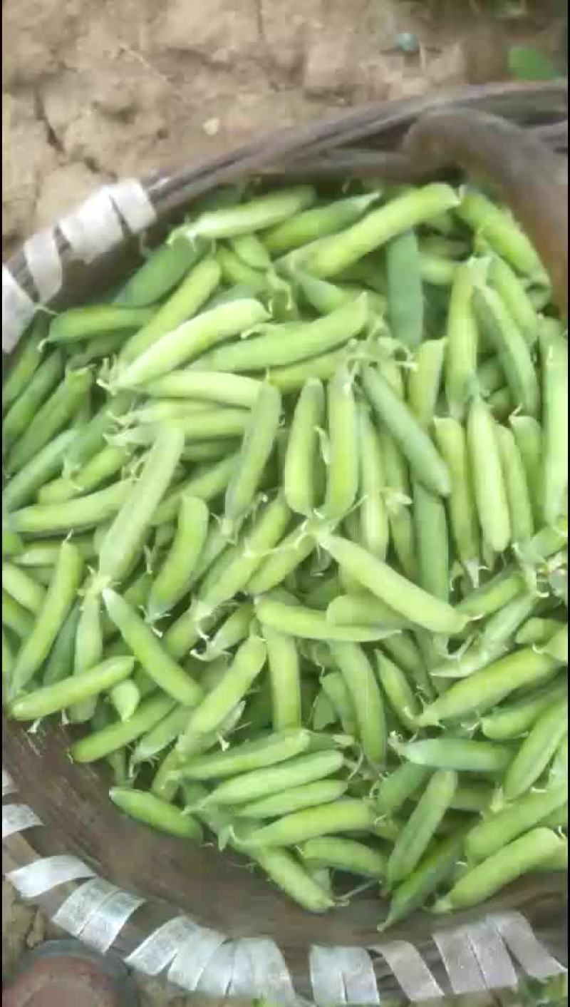 豌豆