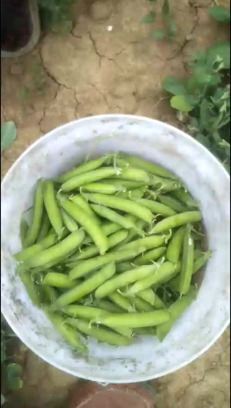 豌豆