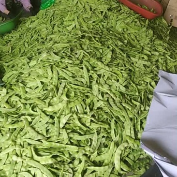 油豆大量