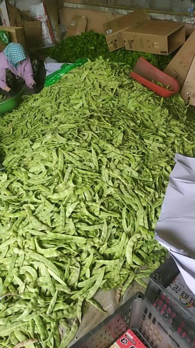 油豆大量