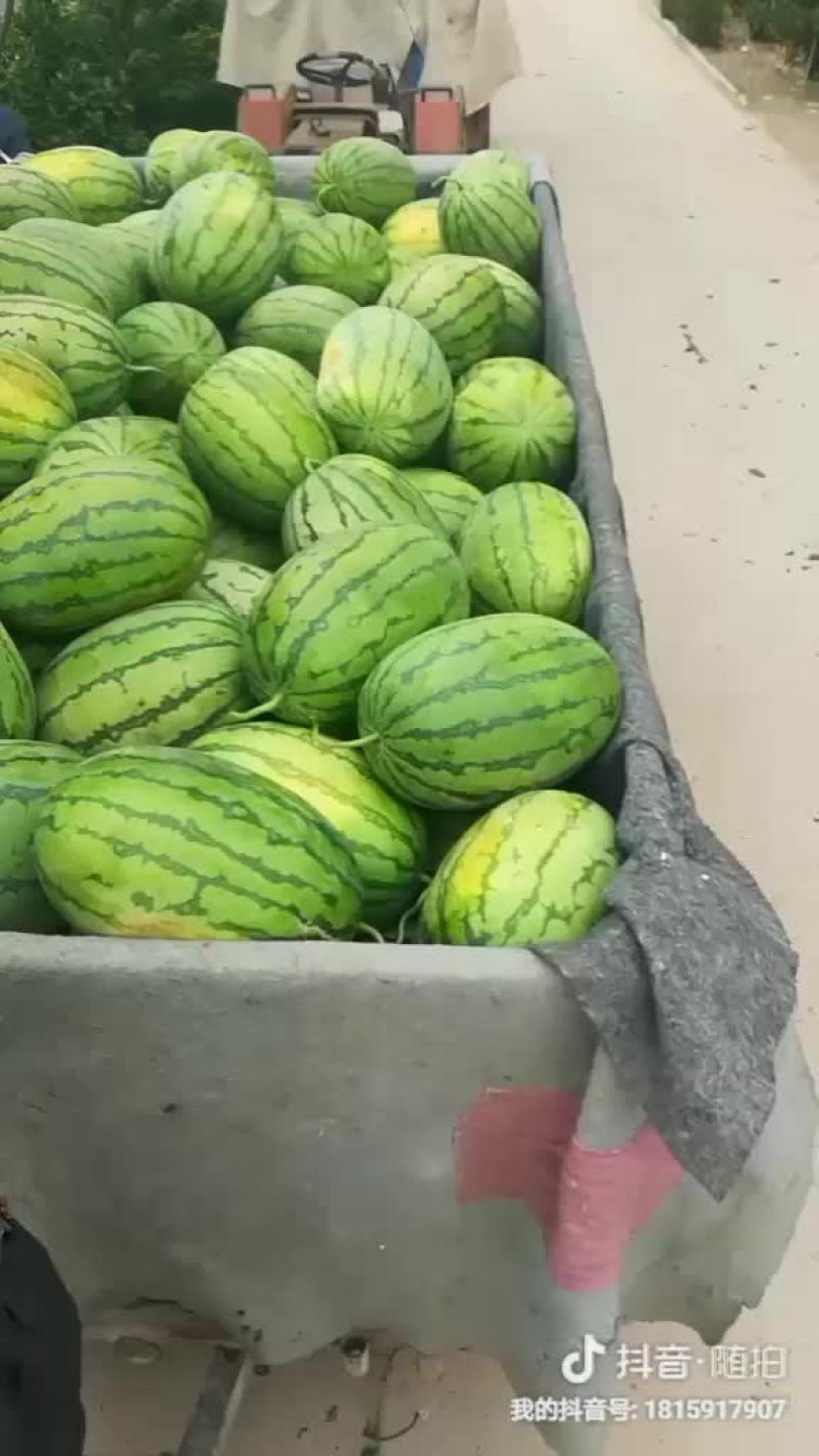 冠龙西瓜