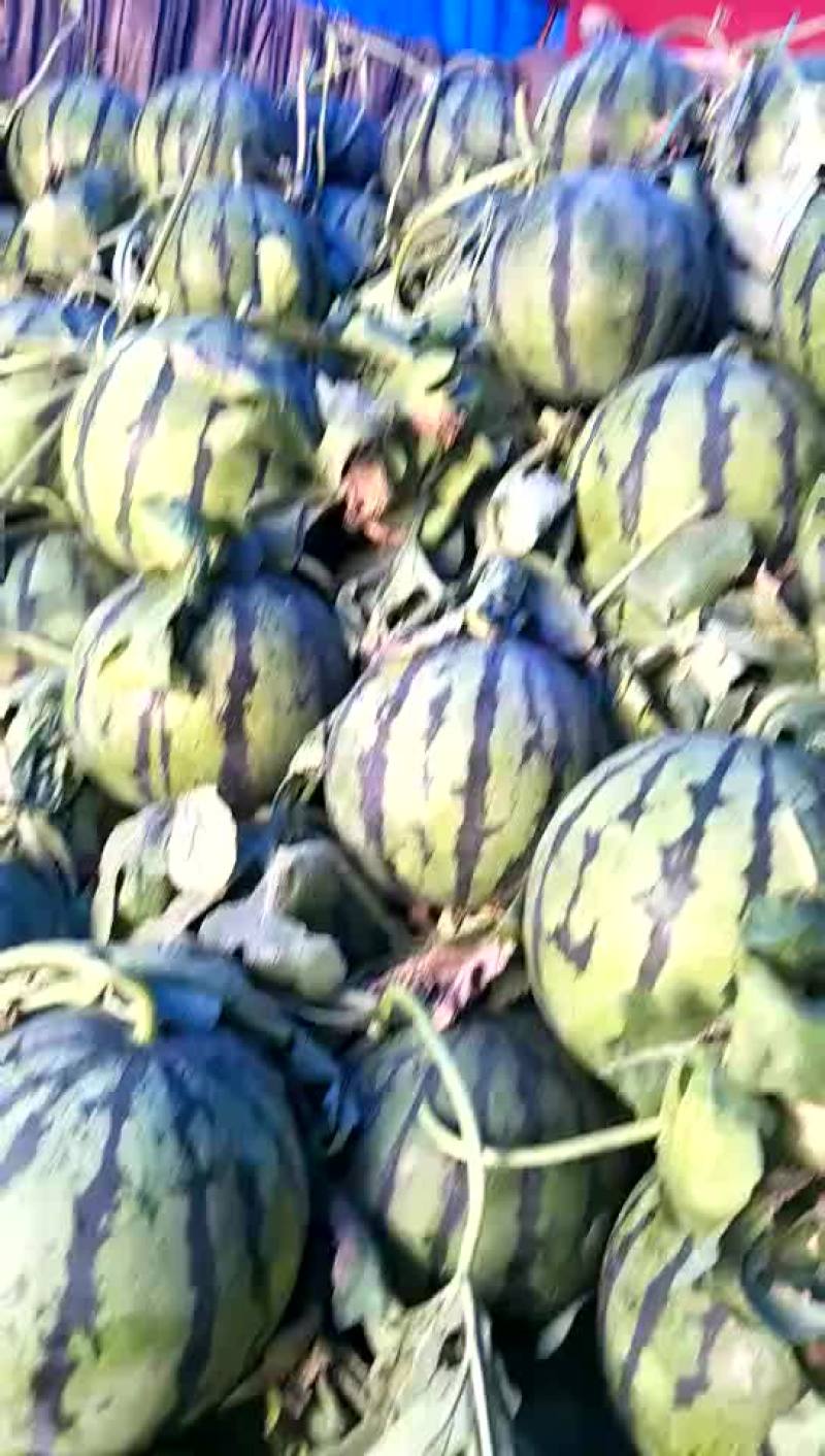 京欣甜王