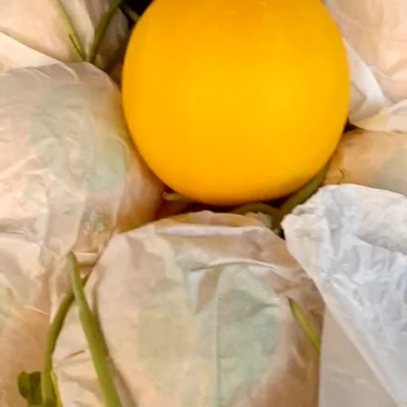 精品久红瑞甜瓜