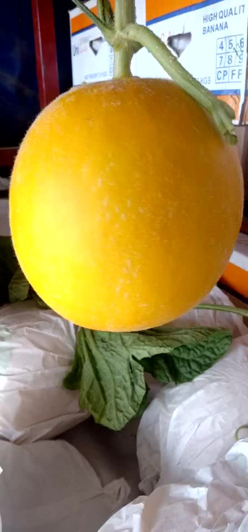 精品久红瑞甜瓜