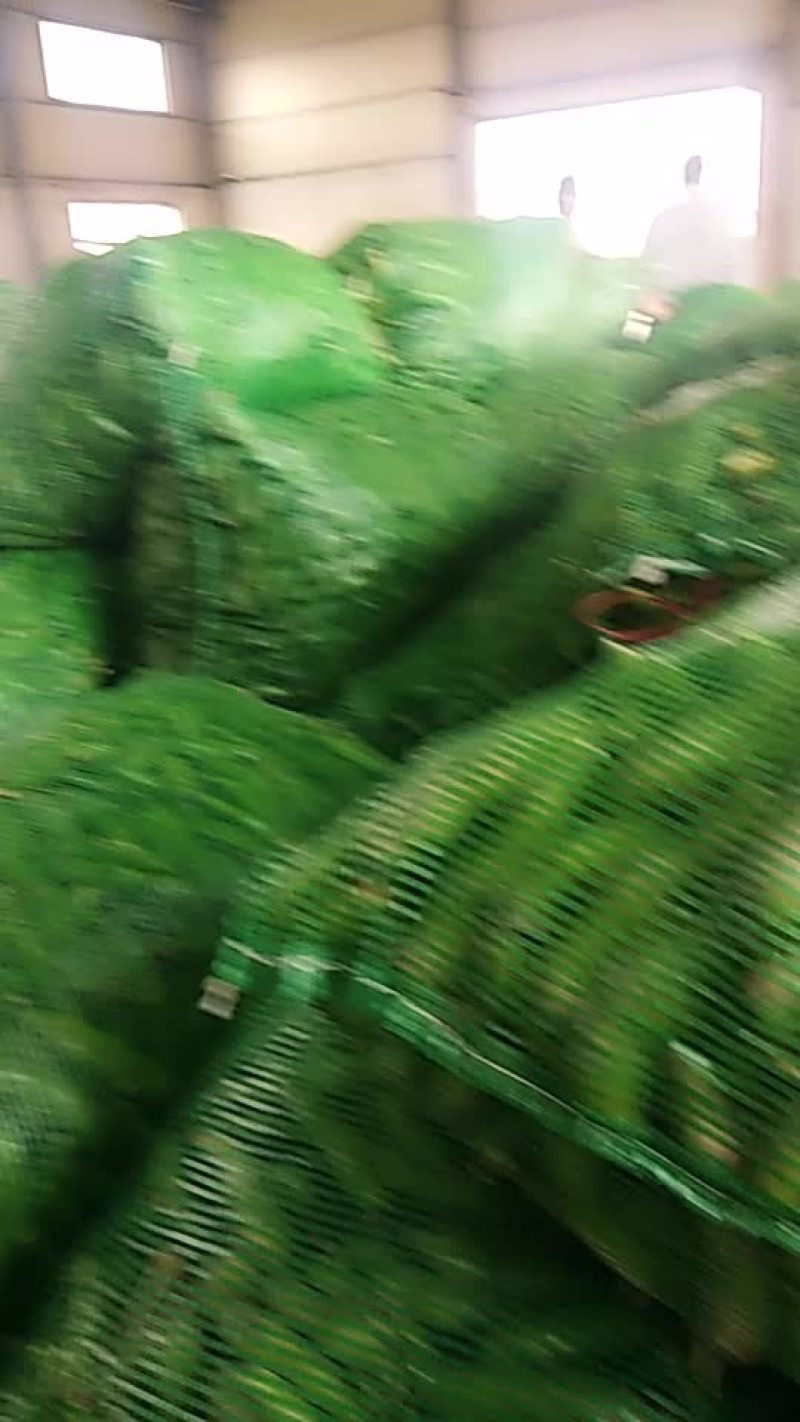蚕豆