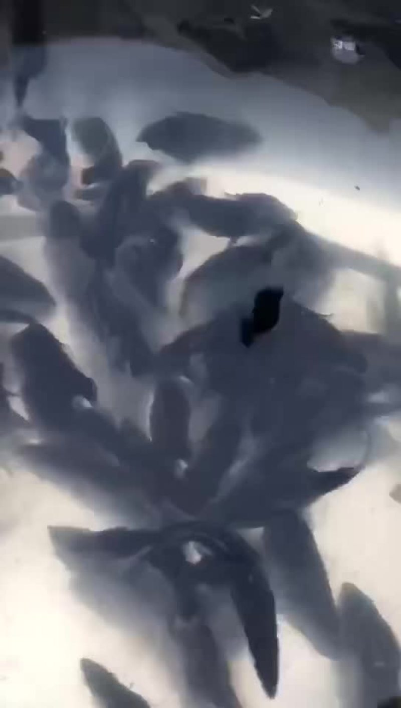 鳜鱼苗