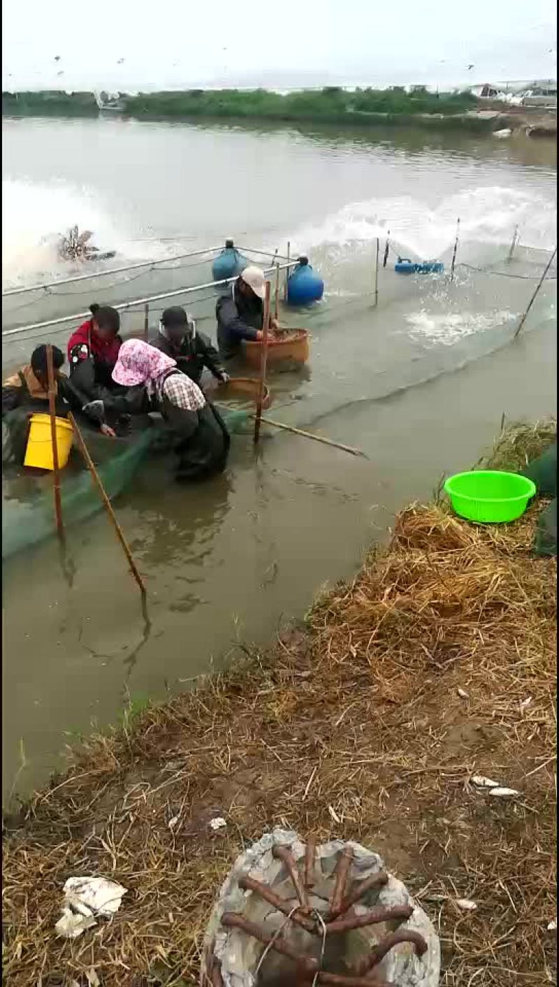 鳜鱼苗