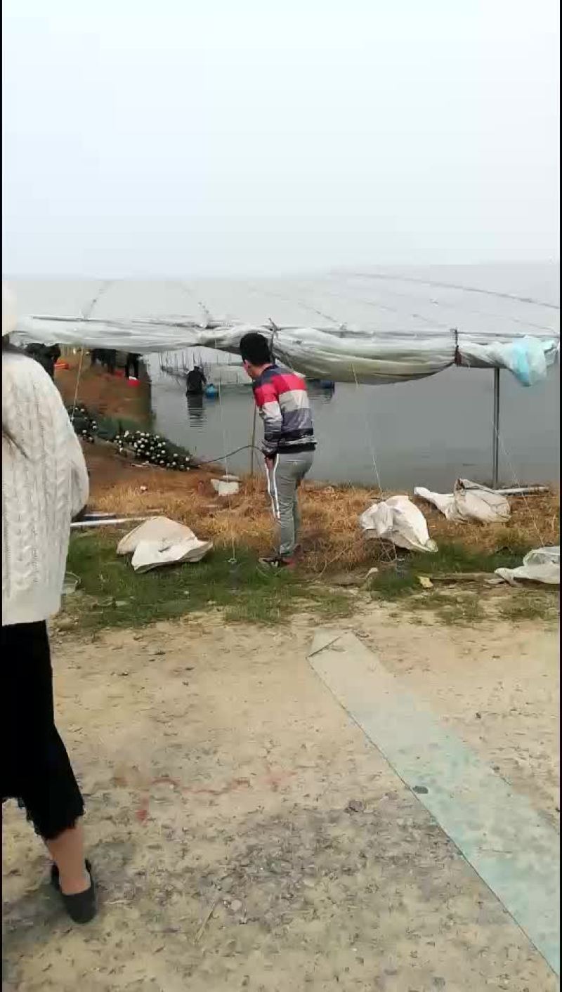 鳜鱼苗