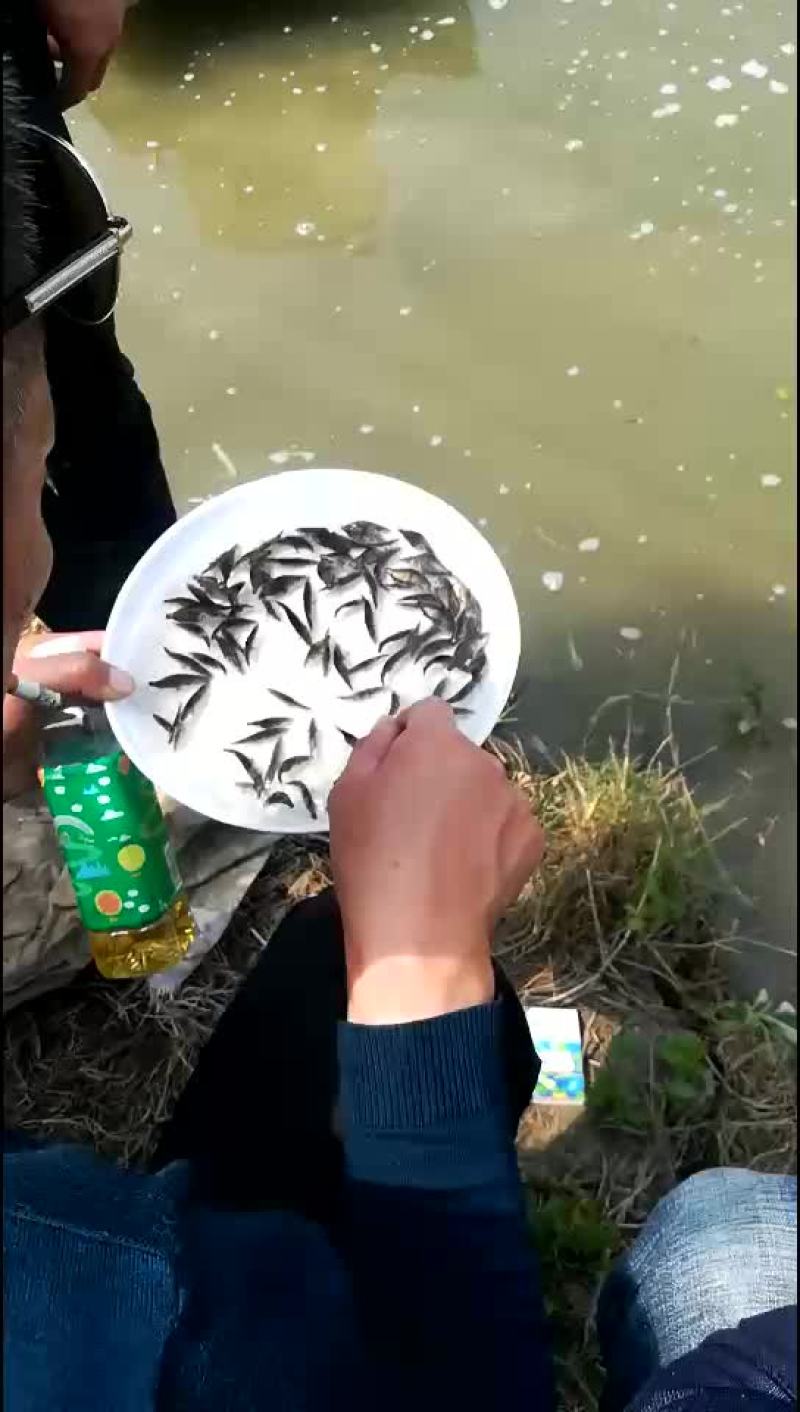 鳜鱼苗