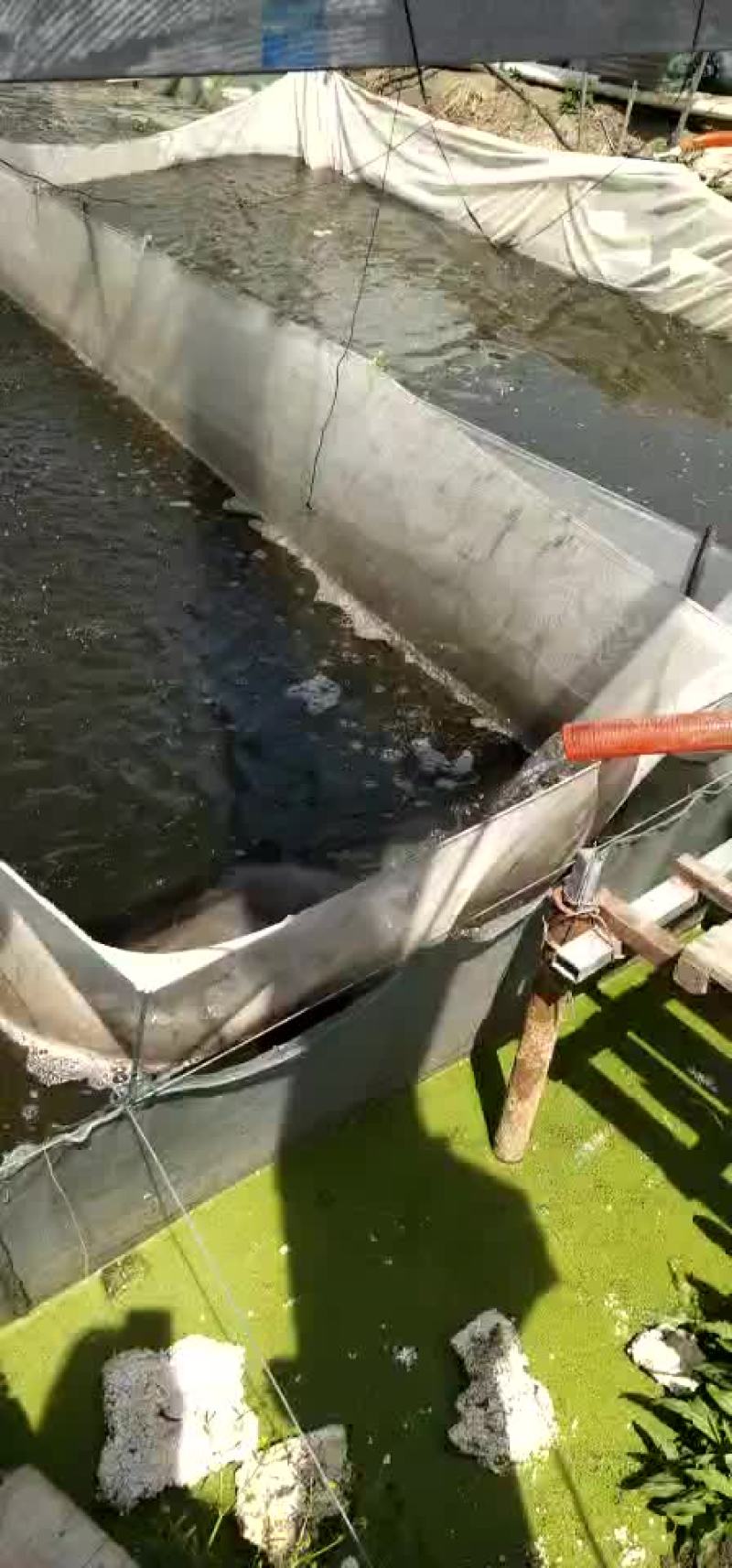 鳜鱼苗