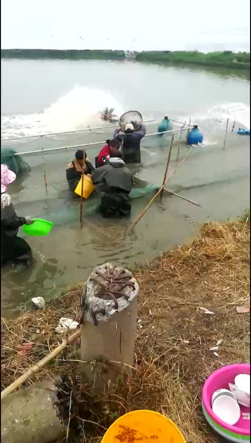 鳜鱼苗
