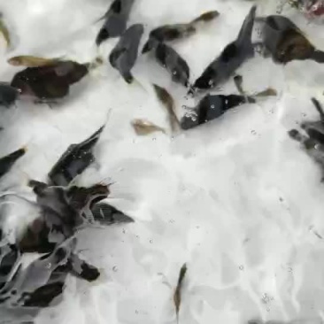 鳜鱼苗