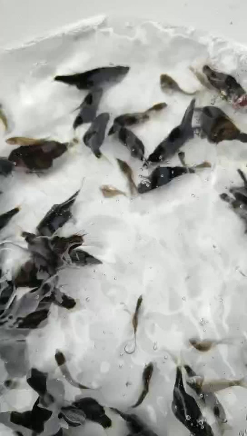 鳜鱼苗