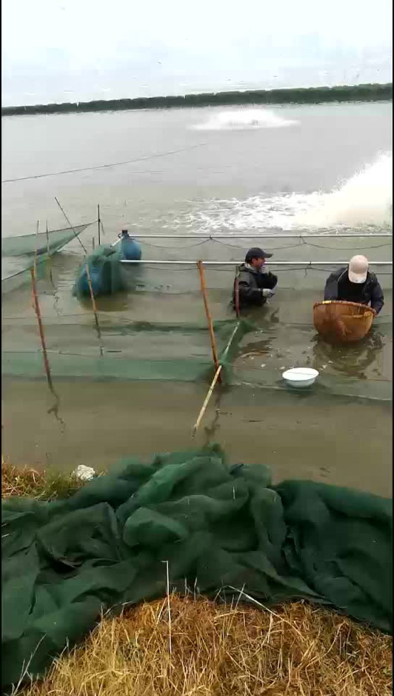 鳜鱼苗