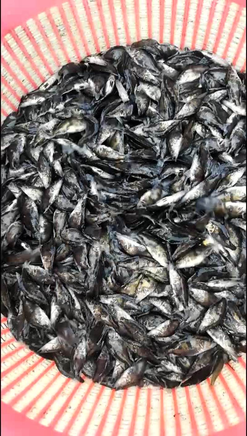 鳜鱼苗