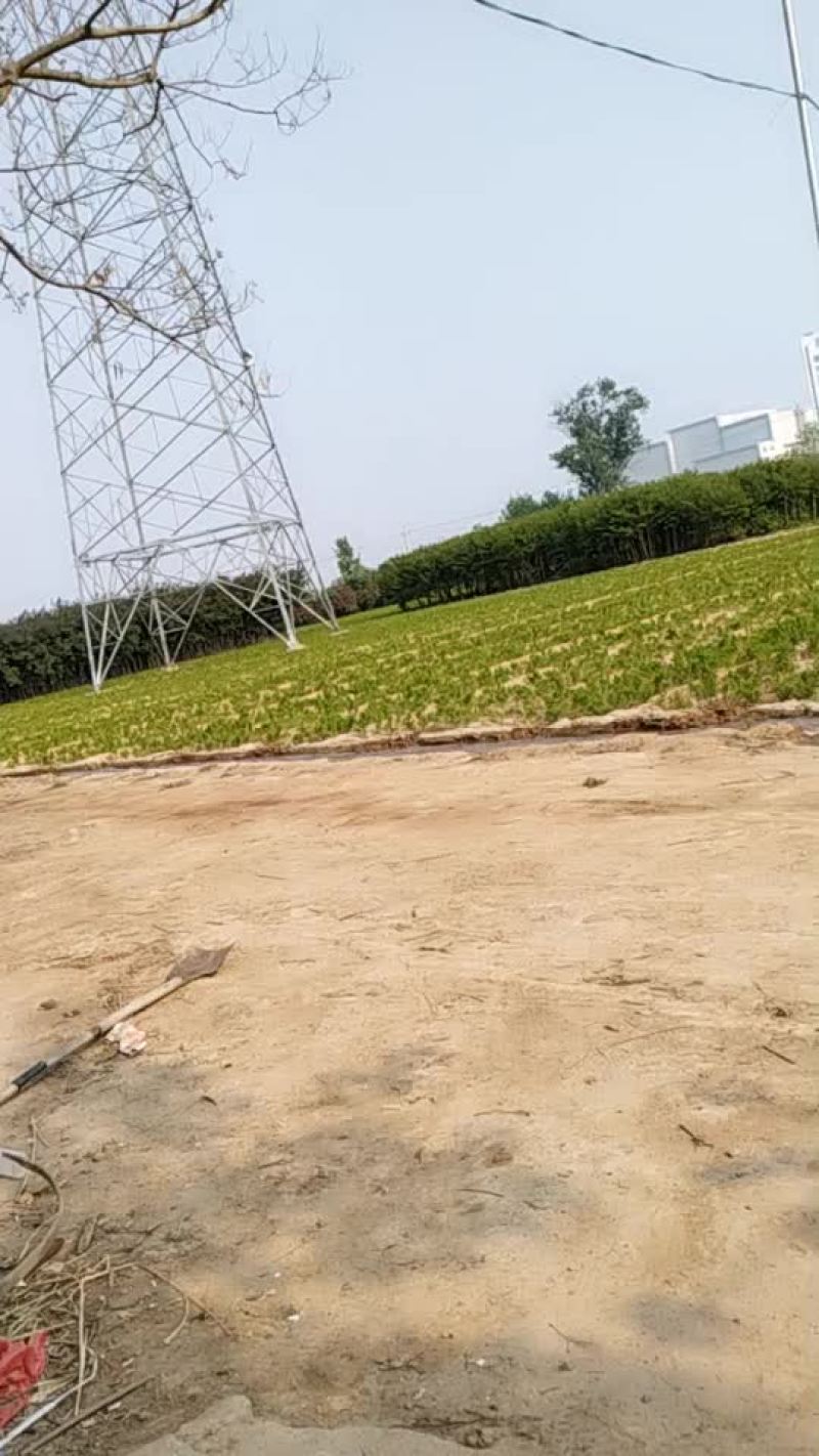 龙柏