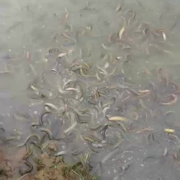 泥鳅苗