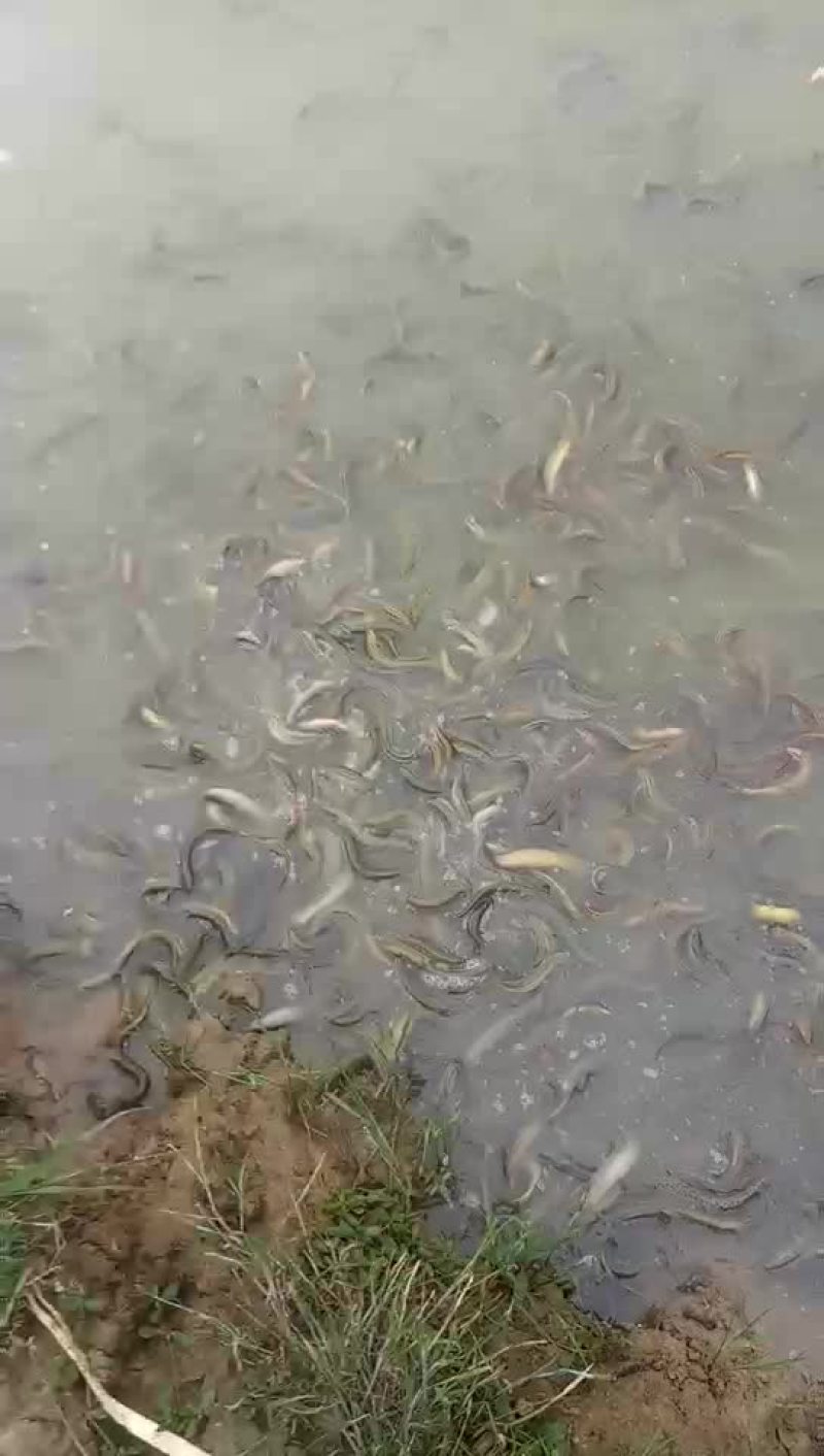 泥鳅苗